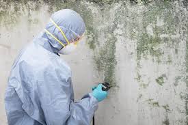 Why You Should Choose Our Mold Remediation Services in Wayne, OH